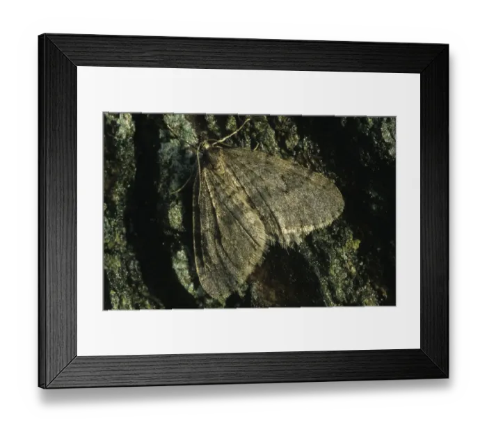 Framed Print : Winter Moth (Operophtera brumata) Framed Print : Winter Moth (Operophtera brumata)