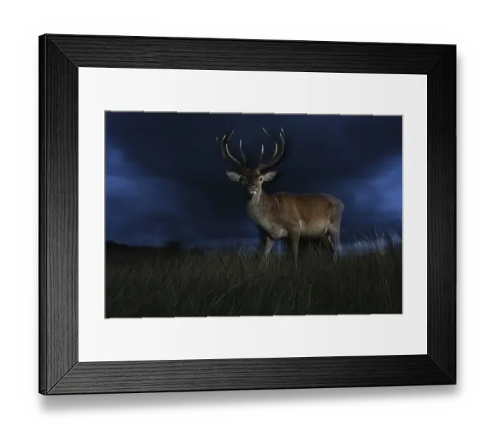 Framed Print : Red Deer (Cervus elaphus) mature stag Framed Print : Red Deer (Cervus elaphus) mature stag