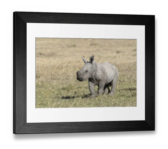 Framed Print : White Rhinoceros (Ceratotherium simum) calf