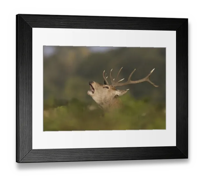 Framed Print : Red Deer (Cervus elaphus) stag Framed Print : Red Deer (Cervus elaphus) stag