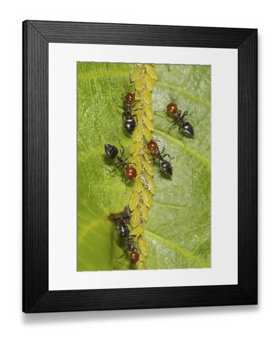 Framed Print : Ant (Crematogaster scutellaris) adult workers