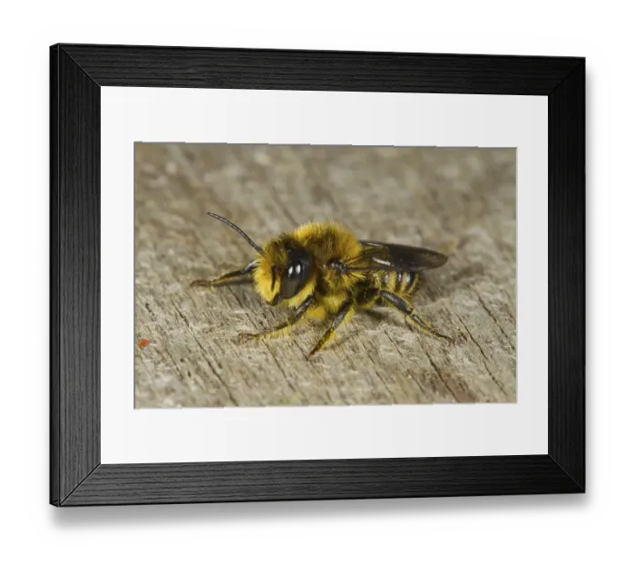 Framed Print : Patchwork leafcutter bee (Megachile centuncularis) adult male