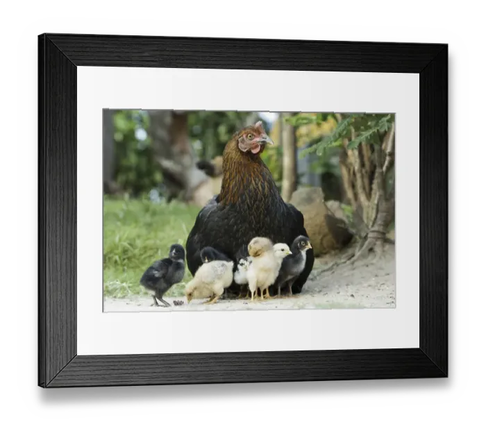 Framed Print : Domestic Chicken, hen with chicks, Uganda, Africa Framed Print : Domestic Chicken, hen with chicks, Uganda, Africa