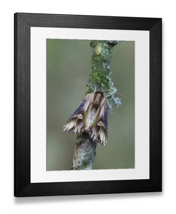 Framed Print : Purple Cloud Moth (Actinotia polyodon) Framed Print : Purple Cloud Moth (Actinotia polyodon)