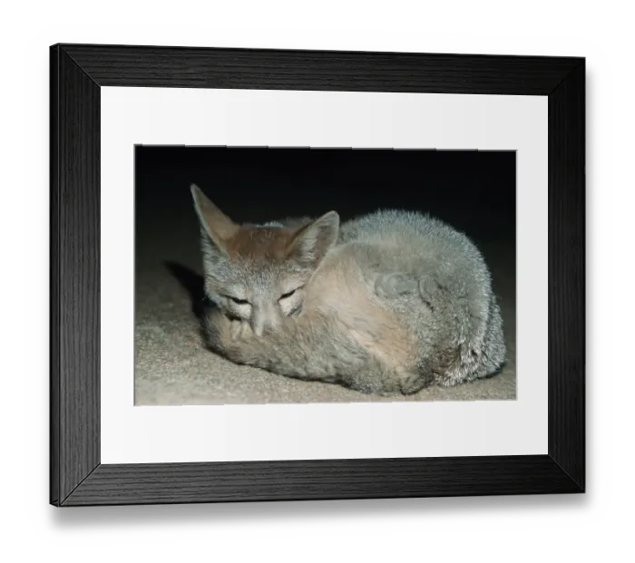 Framed Print : Swift Fox (Vulpes velox) Framed Print : Swift Fox (Vulpes velox)