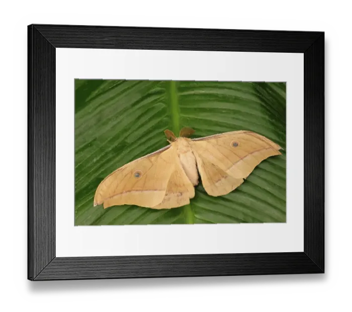 Framed Print : Chinese tasar moth (Antheraea pernyi)