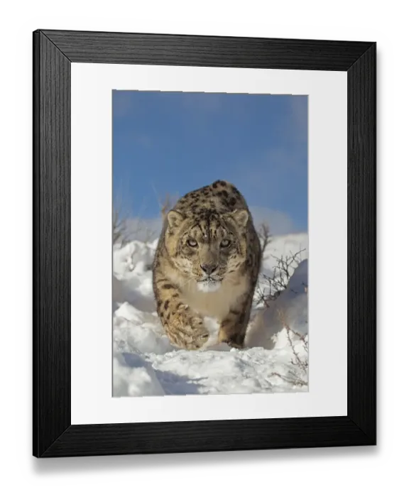 Framed Print : Snow leopard (Panthera uncia) adult