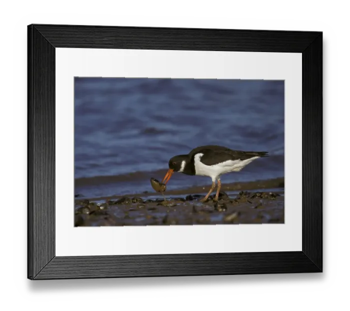 Framed Print : Eurasian oystercatcher (Haematopus ostralegus) Framed Print : Eurasian oystercatcher (Haematopus ostralegus)