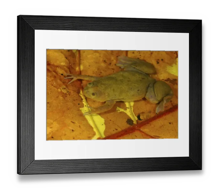 Framed Print : De Witte's Clawed Frog, De Witte's Clawed Frogs Framed Print : De Witte's Clawed Frog, De Witte's Clawed Frogs