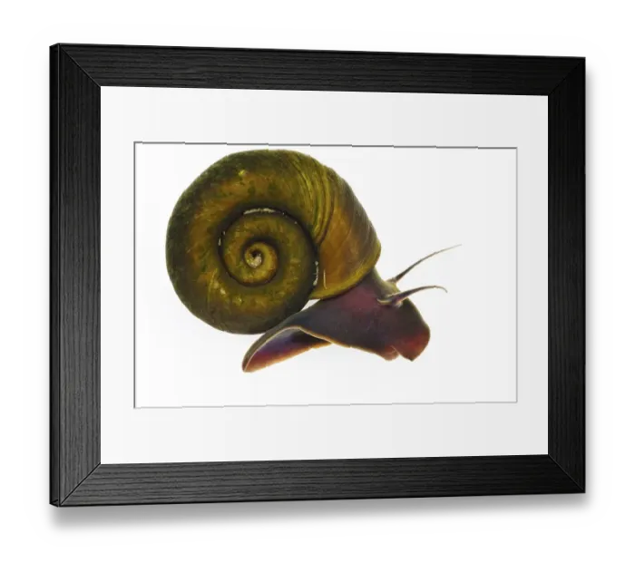 Framed Print : Sheep horn snail (Planorbis planorbis) adult