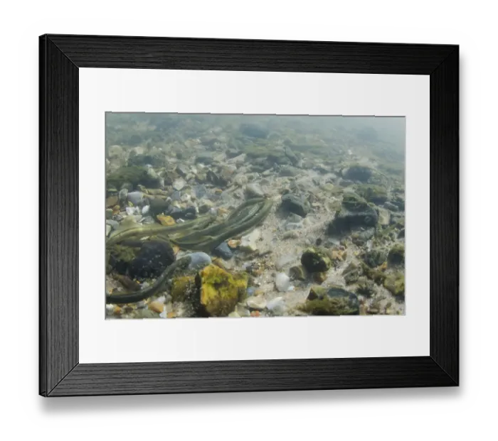 Framed Print : Brook Lamprey (Lampetra planeri) adults