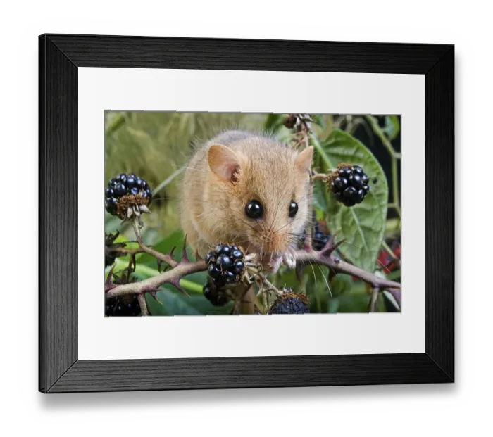 Framed Print : Common Dormouse (muscardinus avellanarius) Framed Print : Common Dormouse (muscardinus avellanarius)