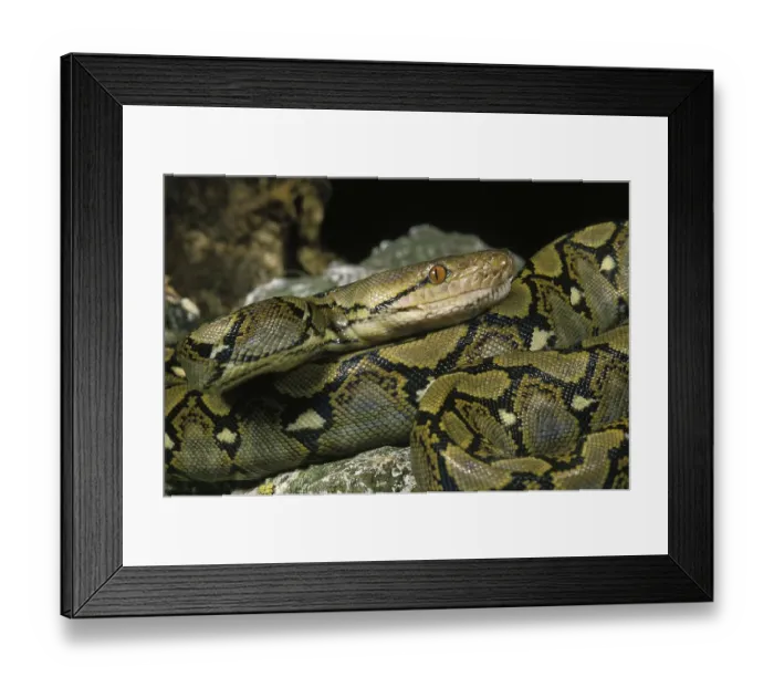 Framed Print : Reticulated python, python reticulatus, adult