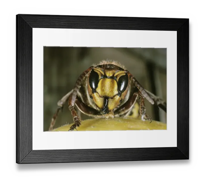 Framed Print : Hornet, vespa crabo, Adult standing on Fruit