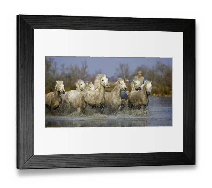 Framed Print : Camargue Horses, Man with Herd standing in Swamp