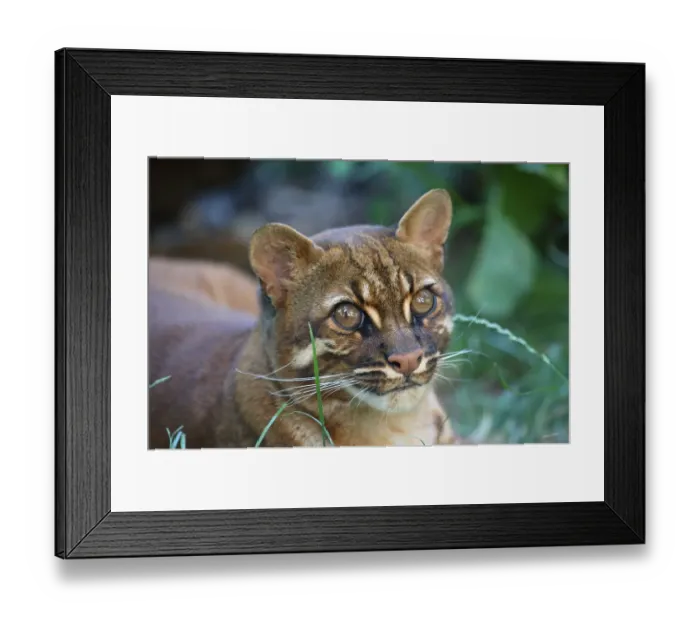 Framed Print : Asian Golden Cat (Felis temmincki)