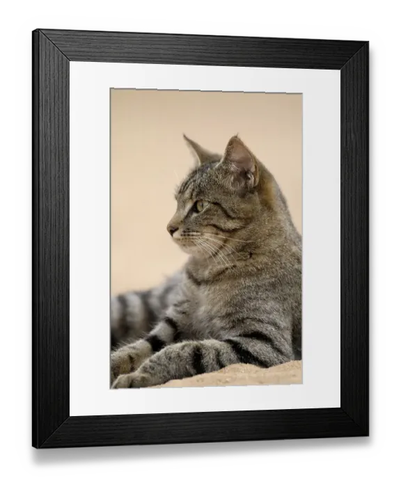 Framed Print : Tigered house cat lies in the sand Framed Print : Tigered house cat lies in the sand