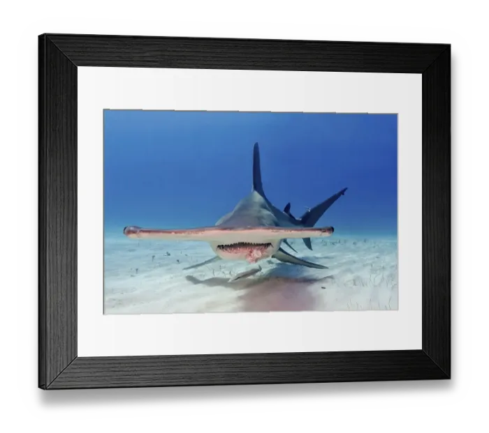 Framed Print : Great hammerhead shark (Sphyrna mokarran)