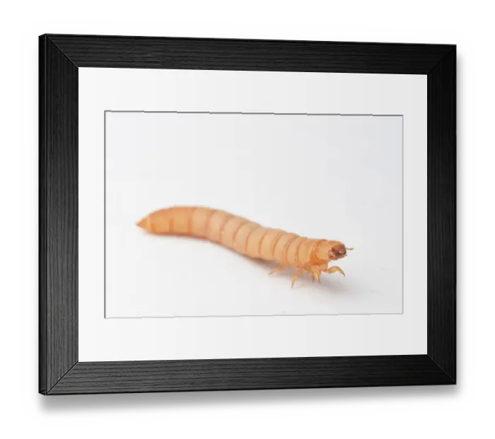 Framed Print : Mealworm, larva Framed Print : Mealworm, larva