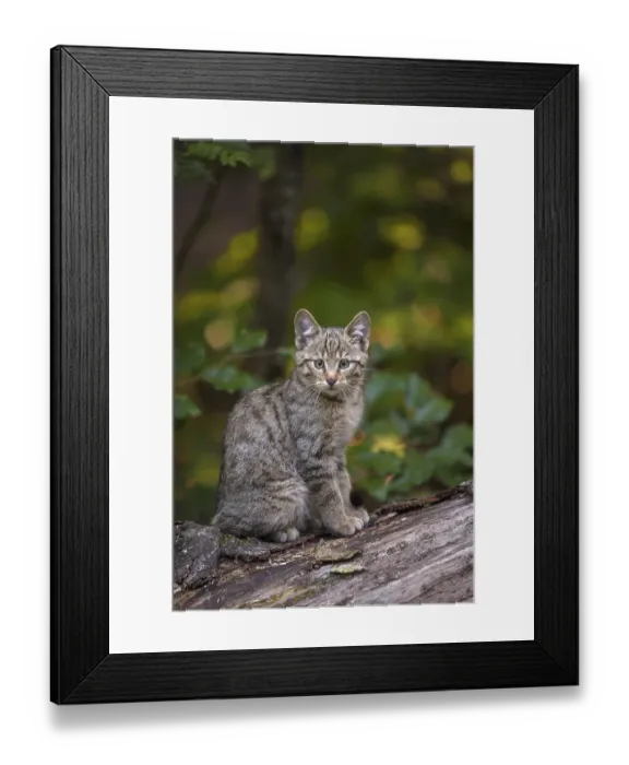 Framed Print : European Wildcat (Felis silvestris) Framed Print : European Wildcat (Felis silvestris)