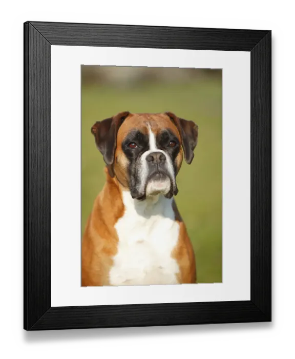 Framed Print : German boxer, female, 5 years, animal portrait Framed Print : German boxer, female, 5 years, animal portrait