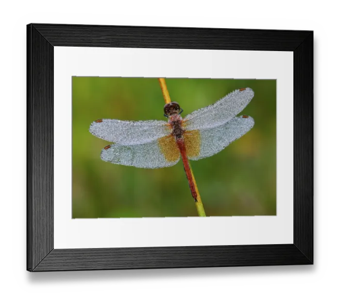 Framed Print : Spotted Darter Dragonfly (Sympetrum flaveolum) Framed Print : Spotted Darter Dragonfly (Sympetrum flaveolum)