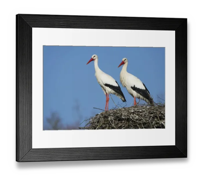 Framed Print : White storks at the nest (Ciconia ciconia) Framed Print : White storks at the nest (Ciconia ciconia)