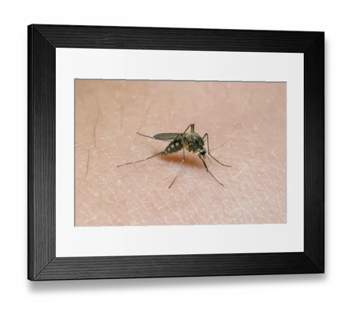 Framed Print : House mosquito on human skin (Culex pipiens) Framed Print : House mosquito on human skin (Culex pipiens)