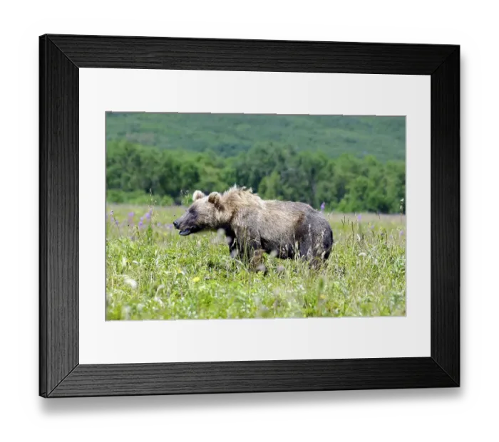 Framed Print : Kamchatka brown bear (Ursus arctos beringianus)