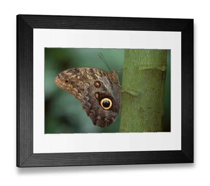 Framed Print : Pale owl (Caligo memnon), page