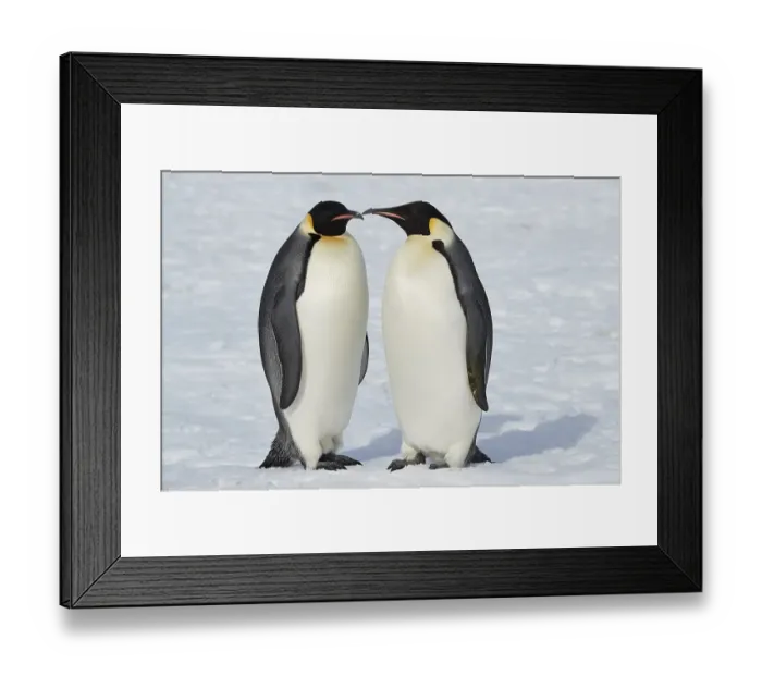 Framed Print : Emperor penguins (Aptenodytes forsteri)