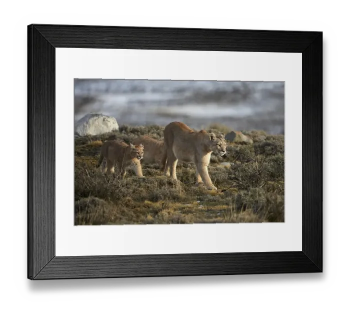 Framed Print : Cougars (Cougar concolor), dam with young animals in the tundra