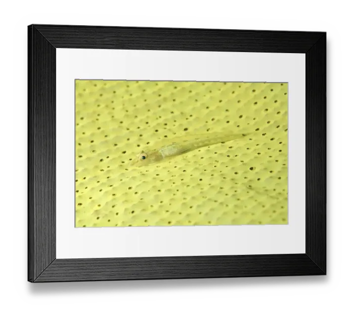 Framed Print : Large Whip Goby or White-line Seawhip Goby (Bryaninops amplus)