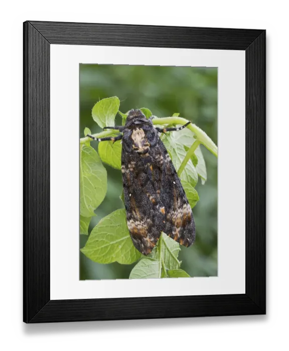 Framed Print : Death's-head Hawk moth (Acherontia atropos) on potato plant