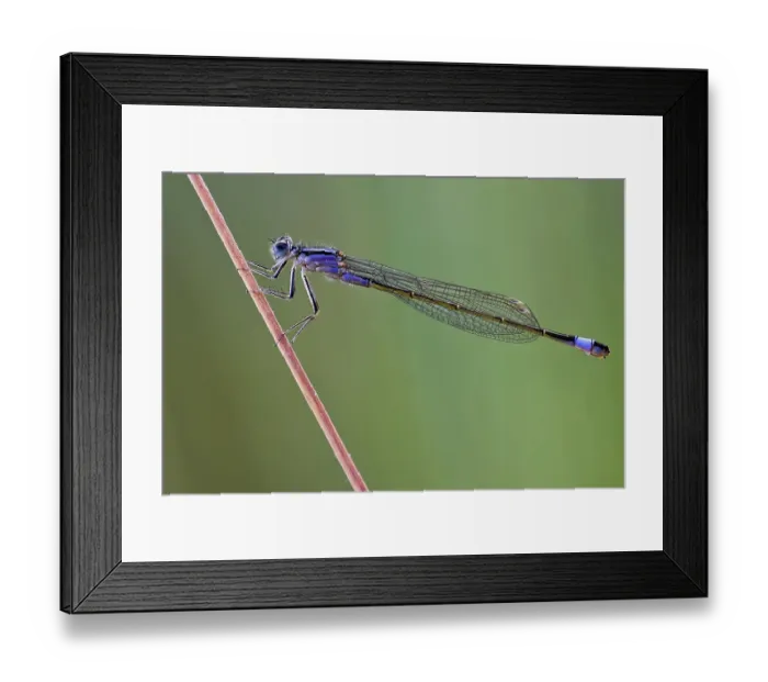Framed Print : Blue-tailed damselfly (Ischnura elegans) with blue-violet thorax