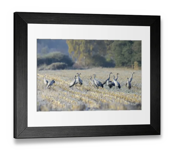 Framed Print : Cranes (Grus grus) foraging in a corn field in the morning Framed Print : Cranes (Grus grus) foraging in a corn field in the morning