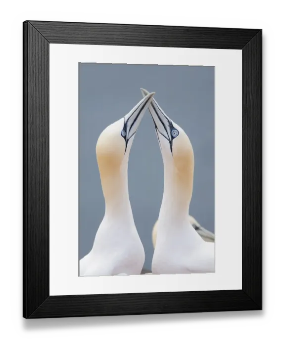 Framed Print : Two Northern Gannets (Morus bassanus) touching beaks to greet each other Framed Print : Two Northern Gannets (Morus bassanus) touching beaks to greet each other