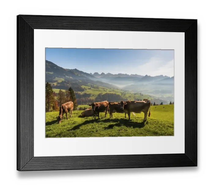 Framed Print : Cows on a mountain pasture, in the background the Churfirsten Framed Print : Cows on a mountain pasture, in the background the Churfirsten