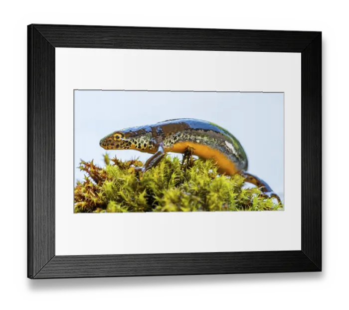 Framed Print : Alpine newt (Ichthyosaura alpestris) Framed Print : Alpine newt (Ichthyosaura alpestris)