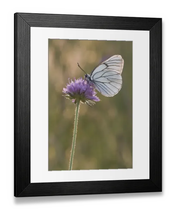 Framed Print : Black-veined white (Aporia crataegi) sits on a flowering plant