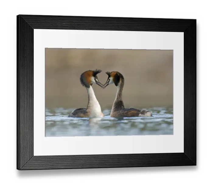 Framed Print : Great crested grebe (Podiceps cristatus) courtship on a lake Framed Print : Great crested grebe (Podiceps cristatus) courtship on a lake