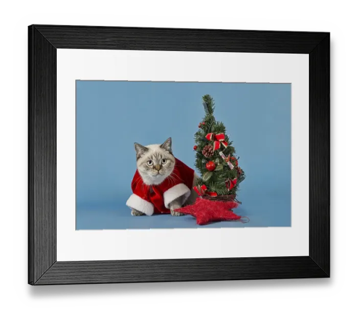 Framed Print : British Shorthair cat in christmas costume with Christmas tree
