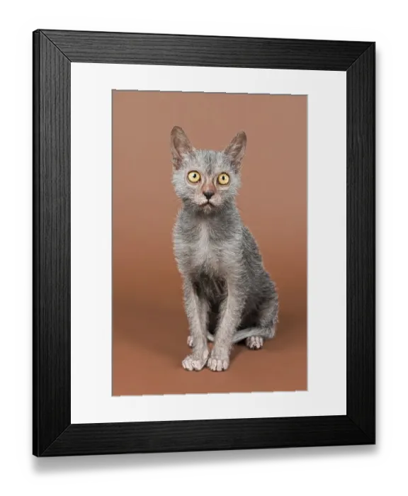 Framed Print : Werewolf cat, Lykoi, kitten, 6 months, studio shot Framed Print : Werewolf cat, Lykoi, kitten, 6 months, studio shot