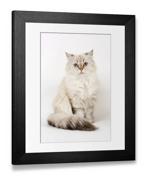 Framed Print : British Longhair cat, sitting