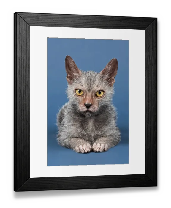 Framed Print : Werewolf Cat or Lykoi Cat (Felis silvestris catus) Framed Print : Werewolf Cat or Lykoi Cat (Felis silvestris catus)