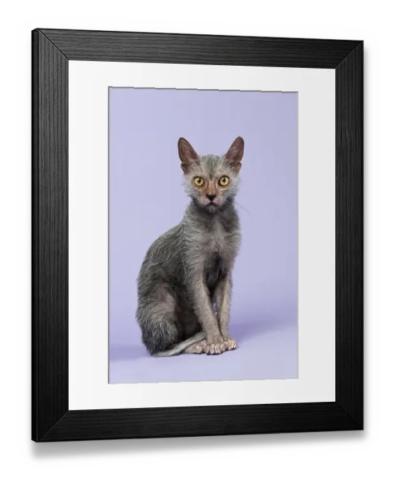 Framed Print : Werewolf Cat, Lykoi (Felis silvestris catus)