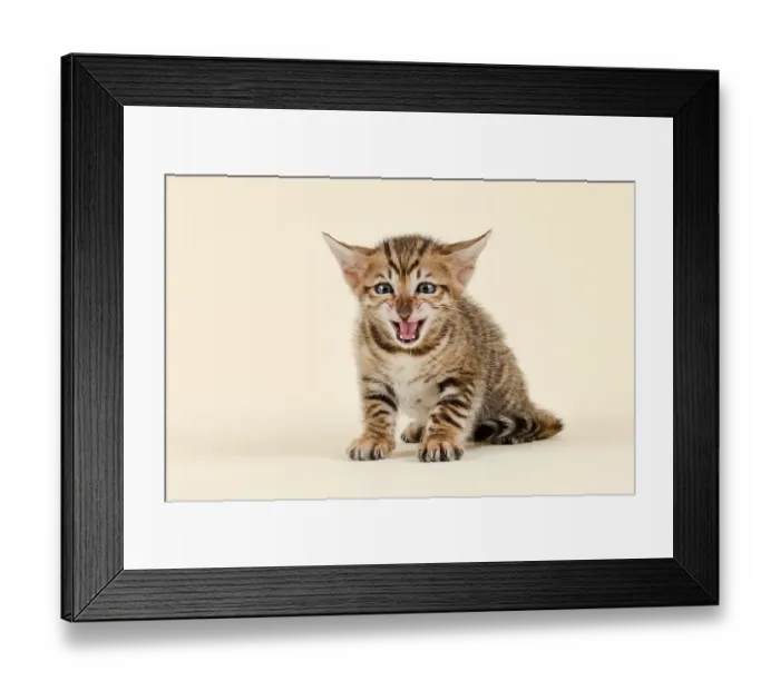 Framed Print : Toyger (Felis silvestris catus) Framed Print : Toyger (Felis silvestris catus)