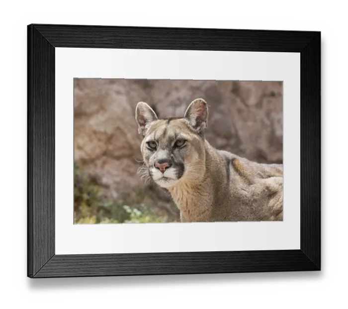 Framed Print : Cougar (Puma concolor) portrait