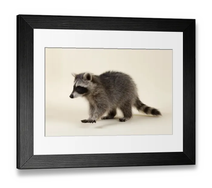 Framed Print : Raccoon (Procyon lotor), kitten Framed Print : Raccoon (Procyon lotor), kitten