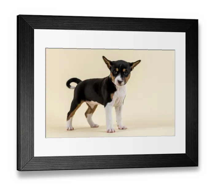 Framed Print : Basenji or Congo Terrier (Canis lupus familiaris)